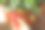 妇女从盆栽植物中采摘成熟的草莓，特写图片下载