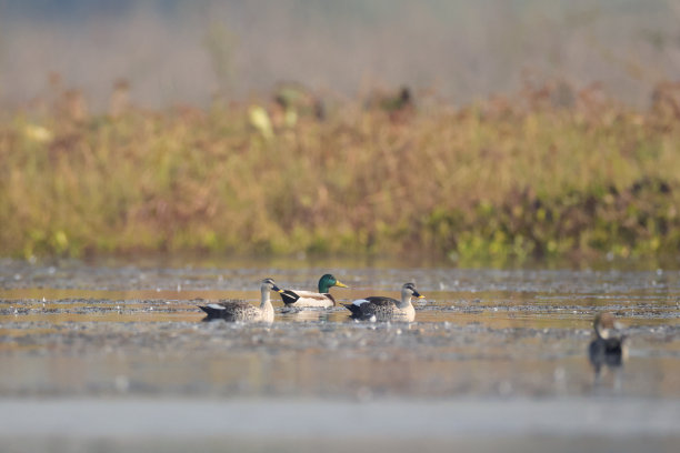 鸭鸟:成年雄性绿头鸭或野鸭(Anas platyrhynchos)。图片下载