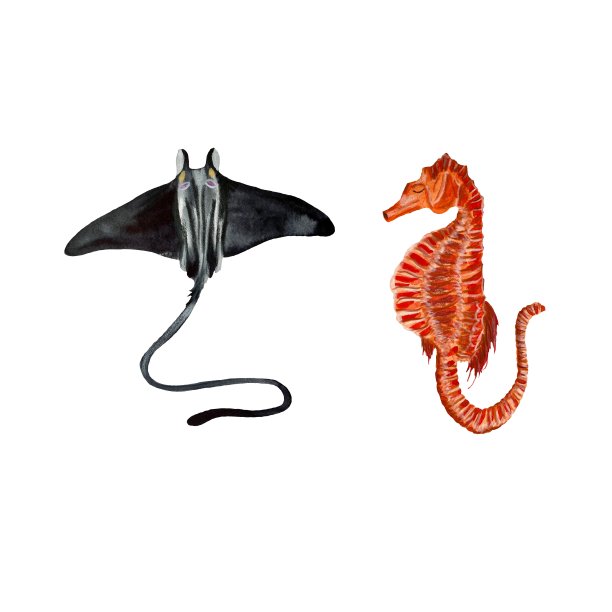 坡海马海海水彩画插图图片下载