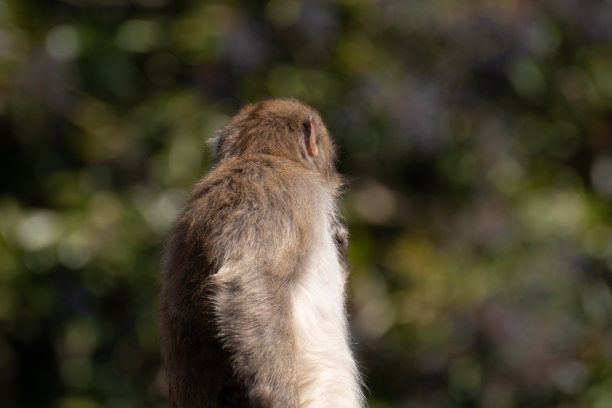 瞪眼日本猕猴图片下载