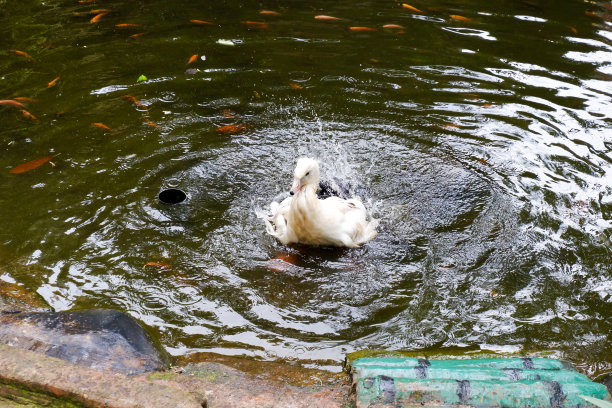 在池塘里游泳的小鸭子的选择性聚焦和掉翅膀。图片下载
