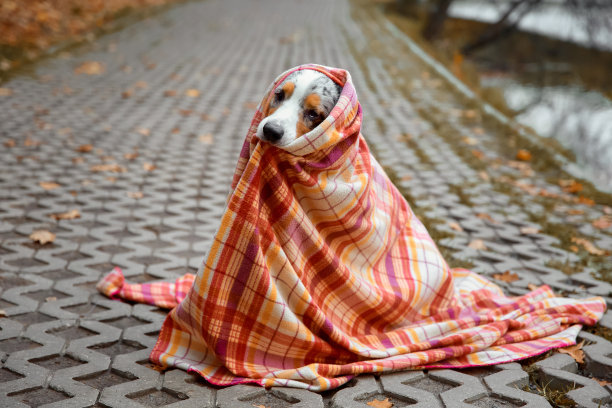 秋天的狗。图片下载