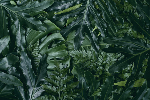 热带树叶，绿色自然背景图片下载