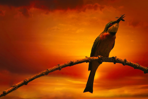 非洲日出与日落图片下载