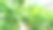 绿色的柠檬果实挂在温室的树枝上。在寒冷的季节在温室里种植柠檬。使用加热玻璃温室工业化种植柑橘类水果。图片下载