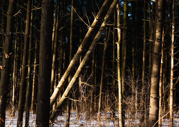 冬日松林里迷人的光图片下载