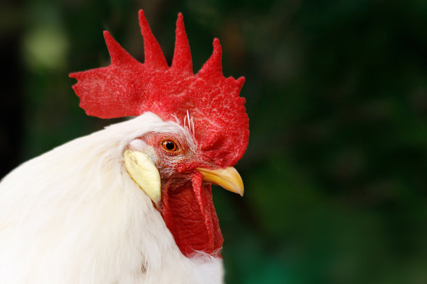 美丽的公鸡与红色梳子特写在大自然中图片下载