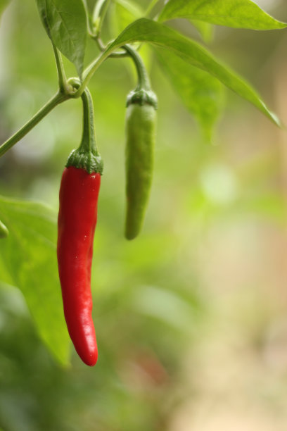 浅焦点的辣椒生长在花园在一个模糊的背景图片下载