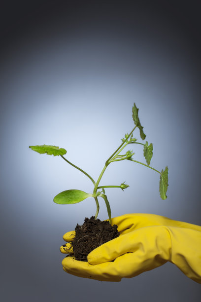 南瓜发芽图片下载