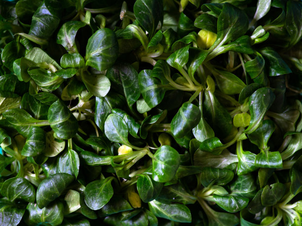 新鲜的生菜叶子特写。制作新鲜沙拉的健康食材微距照片图片下载