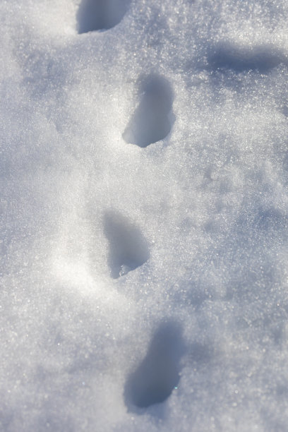 摘要宏观表面纹理背景为白雪皑皑图片下载