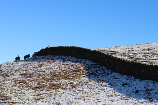 在遥远的乡村，干燥的石墙穿过寒冷的冬季景观图片下载