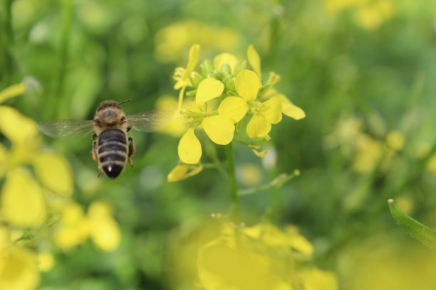 花的授粉蜜蜂采集花蜜为蜂蜜授粉，黄花解体。春季开花授粉繁殖植物图片下载