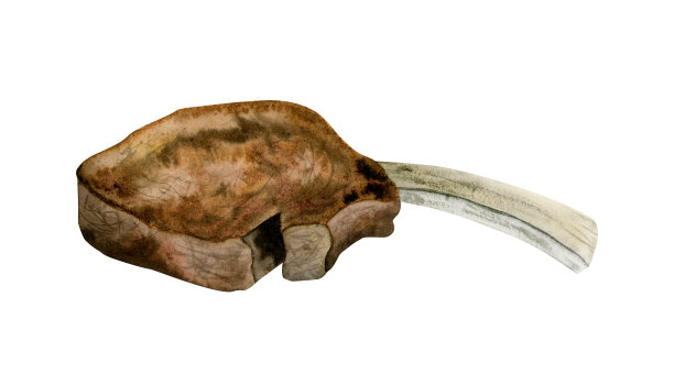 水彩画烤羊腿上的骨头孤立在白色背景上。逾越节家宴盘子盘子手绘插图图片下载