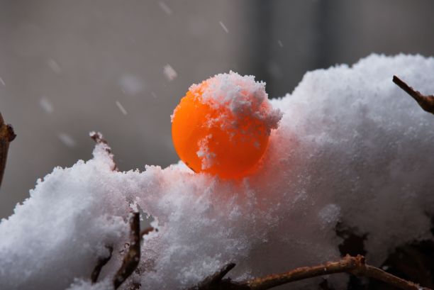 漂亮的橙色乒乓球在雪地里图片下载