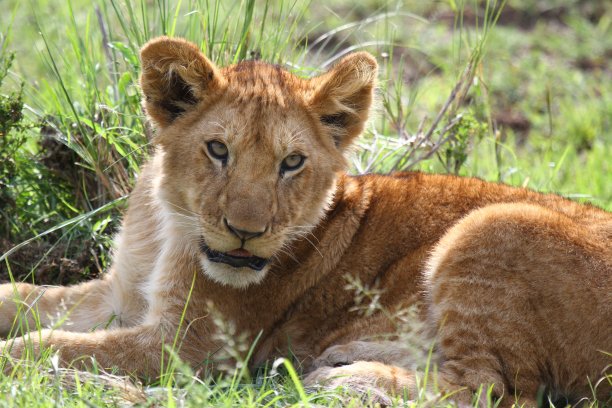一个可爱的狮子幼崽看着相机的肖像图片下载