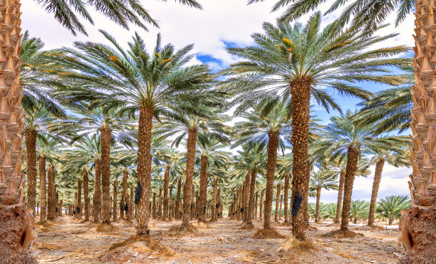 种植枣椰树，生产健康和无转基因食品图片下载