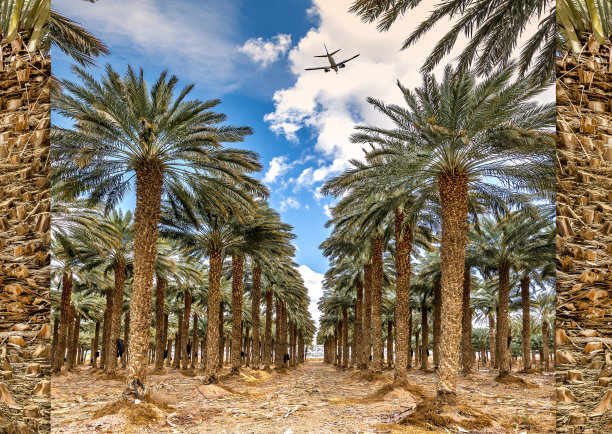 种植椰枣，用于生产无转基因和健康食品。图片下载