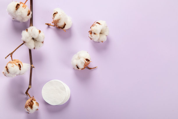 紫罗兰色背景上的棉花花的平面构图。文本空格。图片下载