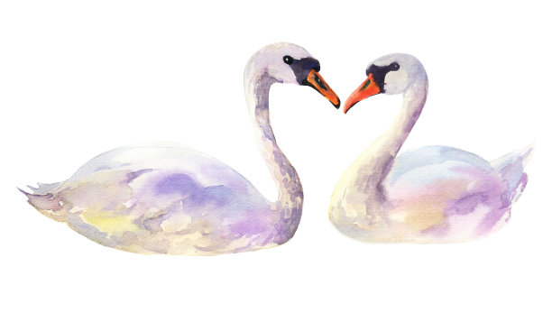水彩两只天鹅在孤立的白色背景图片下载