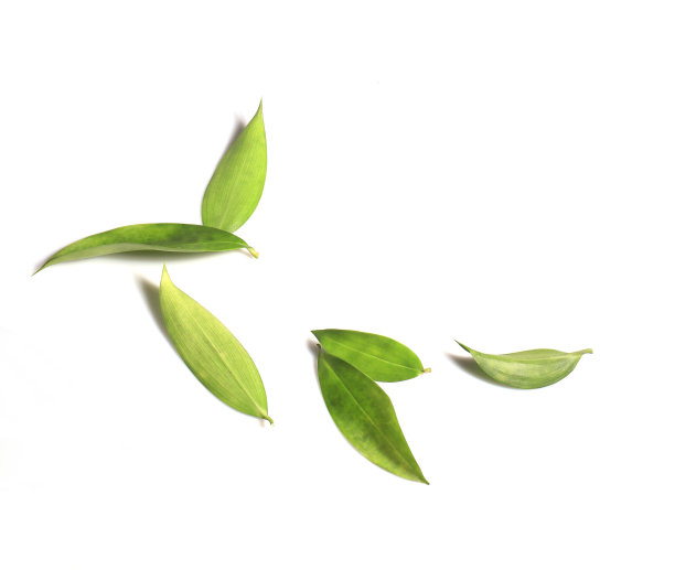 竹叶。图片下载