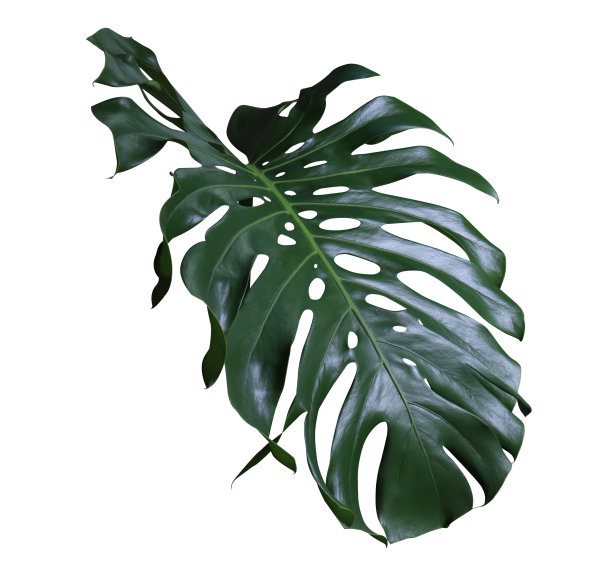 Monstera树叶图片下载