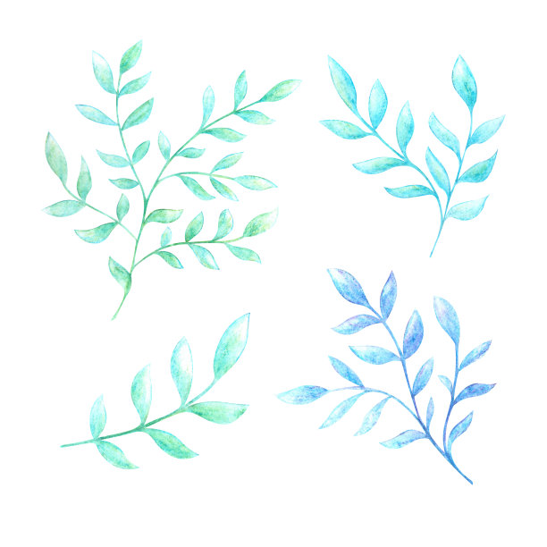 用水彩铅笔在白色背景上画出一组带有叶子的细枝。图片下载