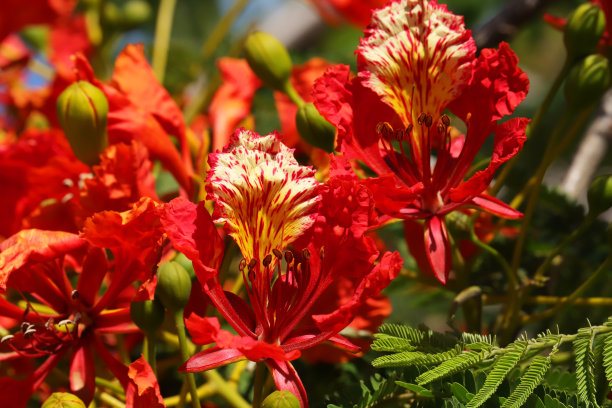 在毛里求斯，印度洋，非洲开花的红色浮夸，帝王龙葵图片下载