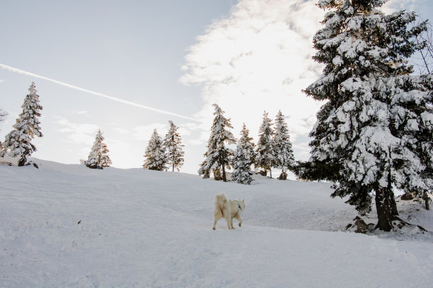 照片雪山，萨摩耶狗和云杉树在阳光明媚的冬天图片下载