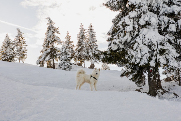 照片雪山，萨摩耶狗和云杉树在阳光明媚的冬天图片下载
