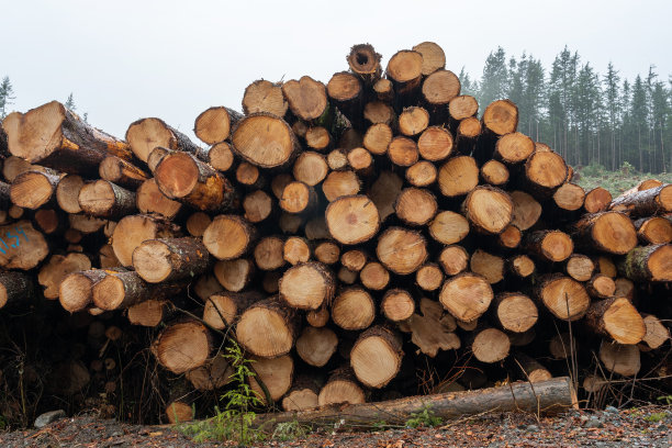 砍伐原始森林图片下载