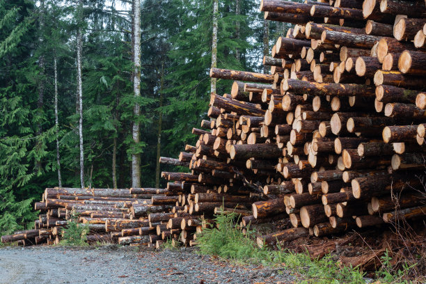 砍伐原始森林图片下载