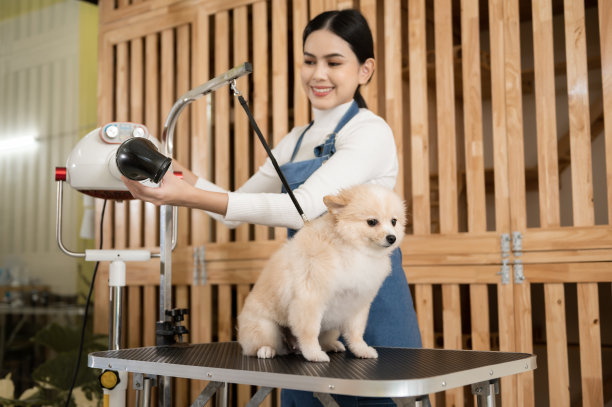 女性专业美容师吹干狗毛在宠物水疗美容沙龙图片下载