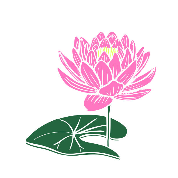 荷花以白色为底色，花蕾分期开放，一朵美丽的花图片下载