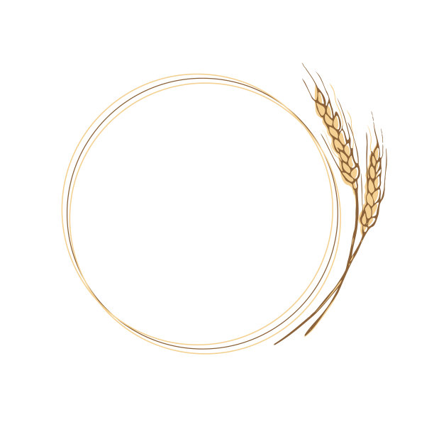 由麦穗制成的花环框架。一堆麦穗，干谷物。谷物丰收，农业有机耕作，健康食品的象征。手工绘制的麦穗。设计元素。孤立的背景图片下载