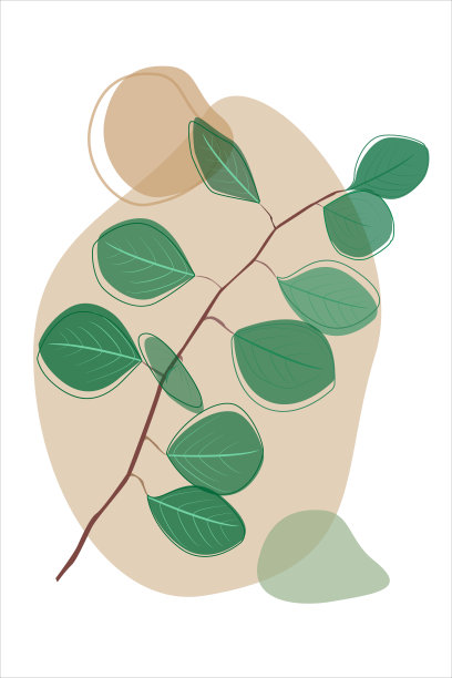 白色背景上手绘绿色轮廓线的桉树枝。艺术海报，抽象几何元素。植物设计元素束。逼真的花卉矢量插图图片下载