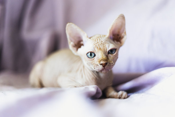 可爱的斯芬克斯猫在家里的肖像图片下载