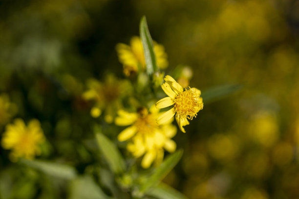 黄色的野花，自然界的雏菊。图片下载