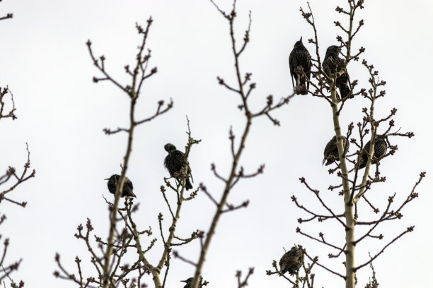 树上的椋鸟。衬着天空图片下载