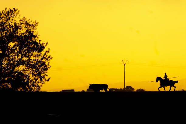 晚上和牛一起干活图片下载