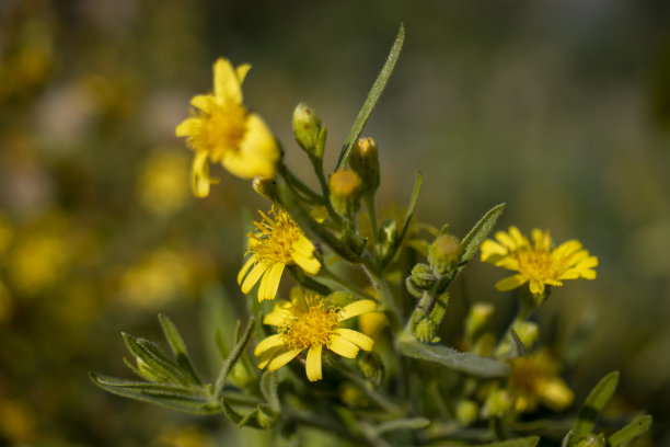 黄色的野花，自然界的雏菊。图片下载