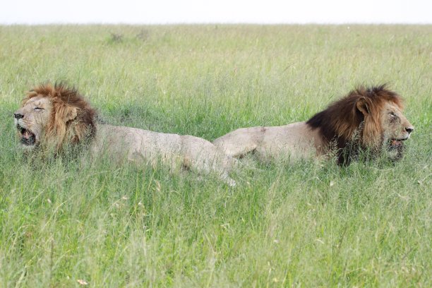 两头长着巨大鬃毛的成年狮子在高高的草丛中休息图片下载