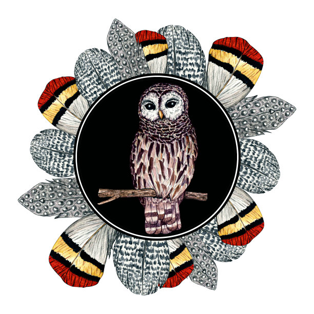 水彩框架羽毛猫头鹰在黑色背景。儿童自然插图设计和明信片。图片下载