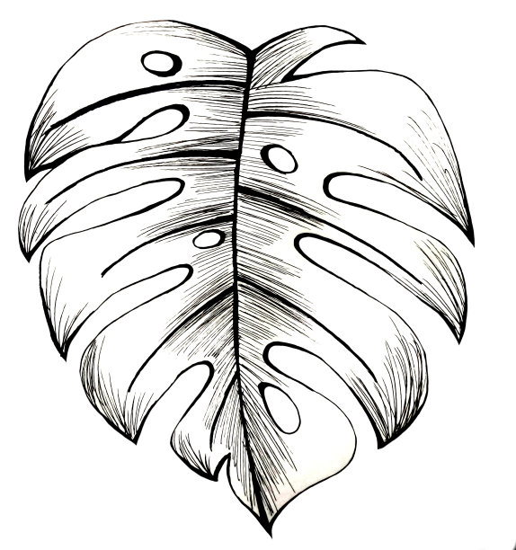 黑白相间的树叶图片下载