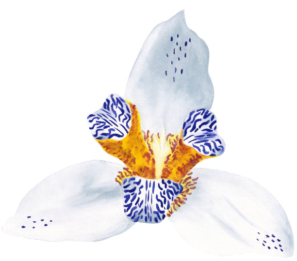 水彩兰花图片下载