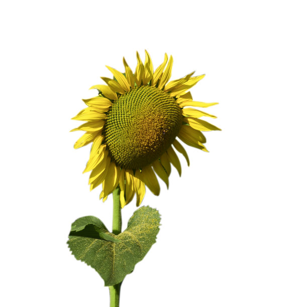 向日葵孤立在白色背景上图片下载