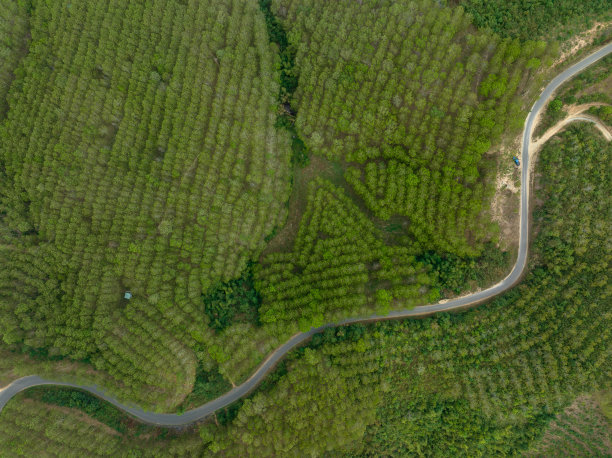 一条路穿过橡胶林图片下载