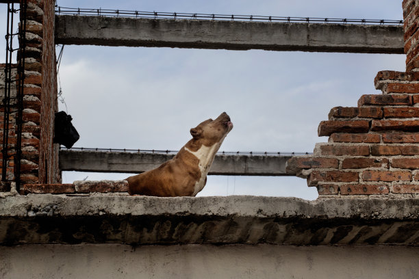 看家的人图片下载
