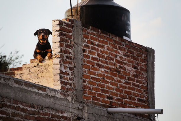 看家的人图片下载