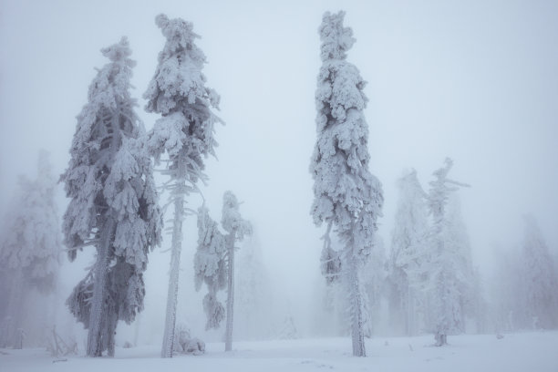 冬天的风景。在雾蒙蒙的寒冷天气里，白雪皑皑的云杉图片下载
